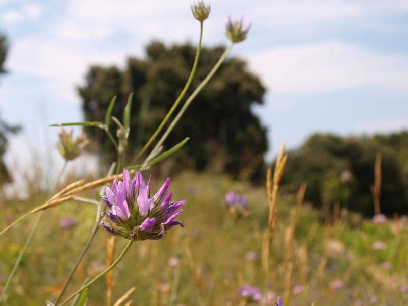 IBAT and Cultivo: Collaborating to drive investment into ecosystem regeneration banner